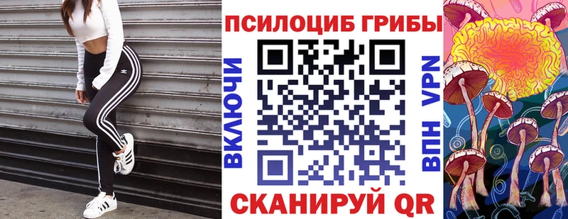 наркотики  Кизилюрт  Псилоцибиновые грибы Psilocybe 